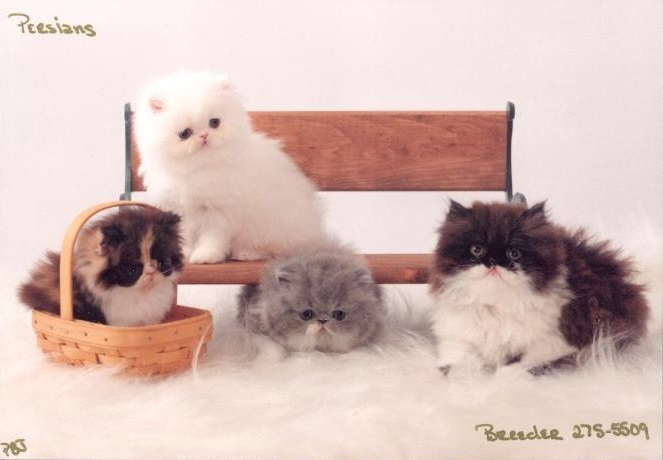 Persian Patch Kittens